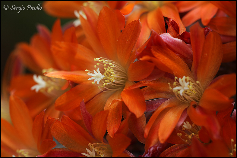 Rebutia heliosa 