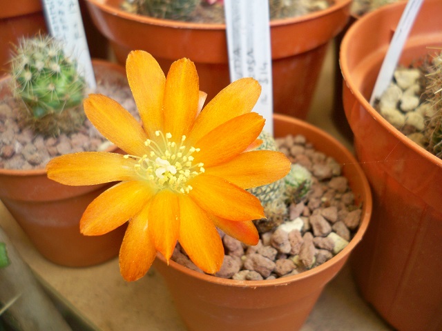 Rebutia heliosa R314