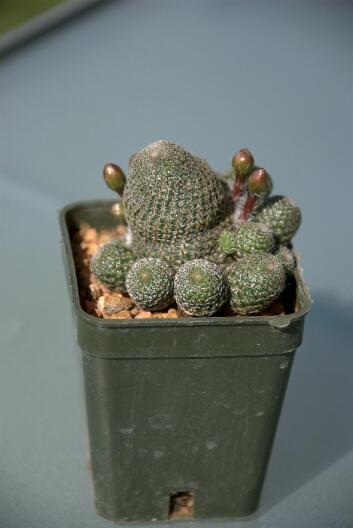 Rebutia heliosa 