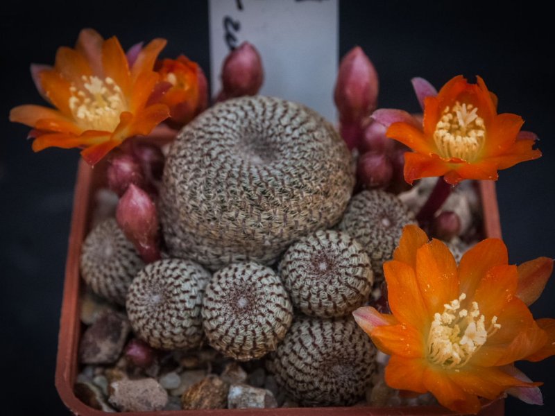 Rebutia heliosa 