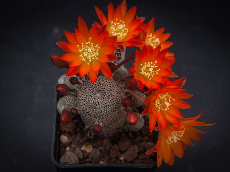 Rebutia heliosa KK 844