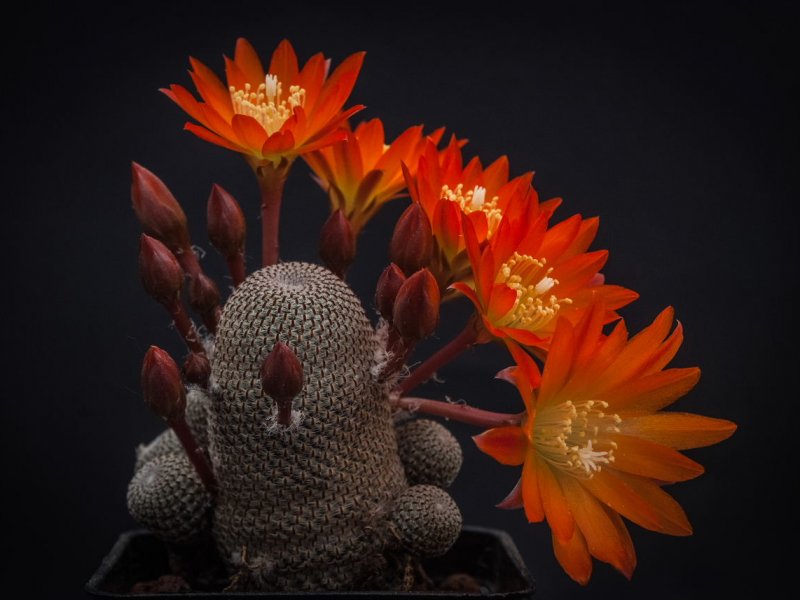 Rebutia heliosa KK 844