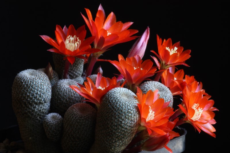 Rebutia heliosa 