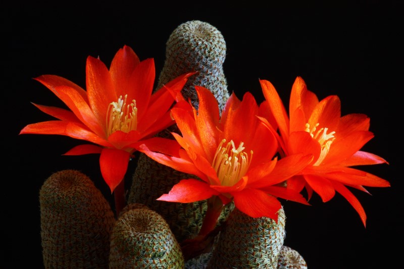 Rebutia heliosa 