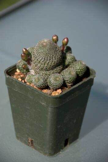 Rebutia heliosa 