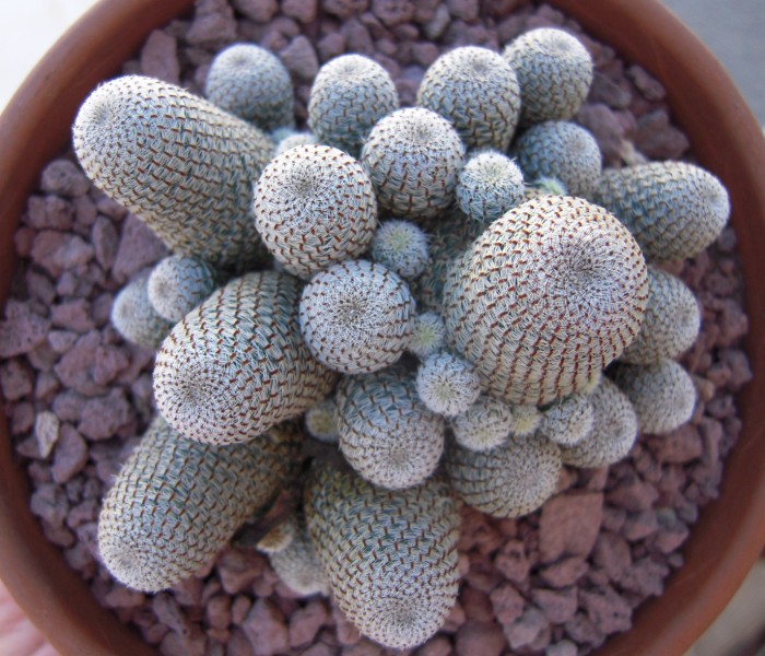 Rebutia heliosa 