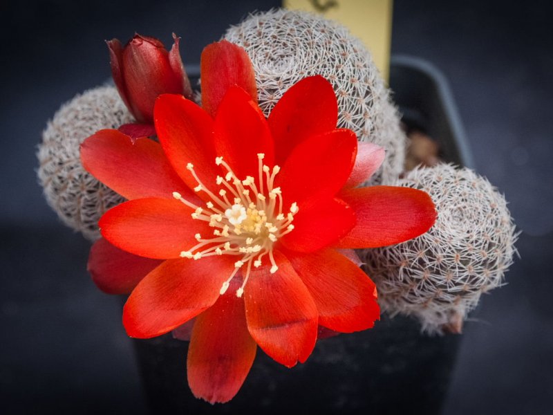 Rebutia heliosa v. solisioides RH 1024