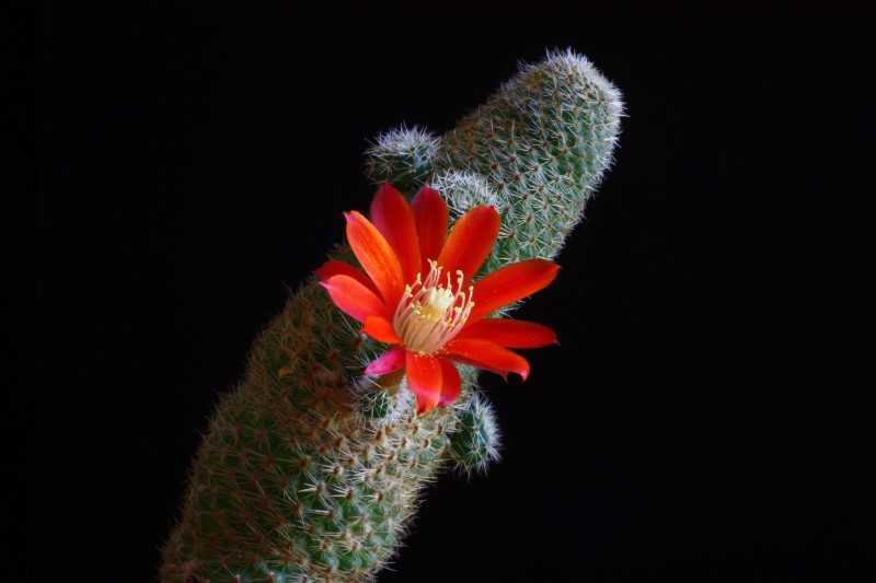 Rebutia heliosa ssp. condorensis 