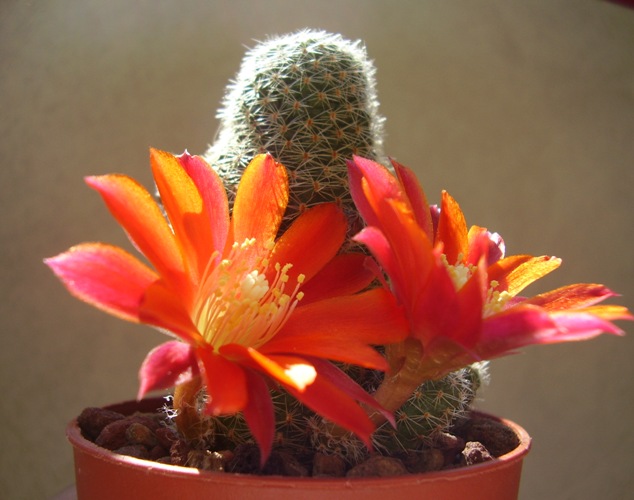 rebutia heliosa v. cajasensis