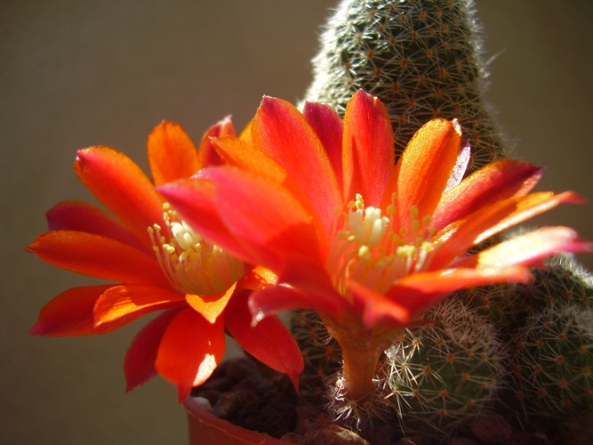 Rebutia heliosa v. cajasensis 