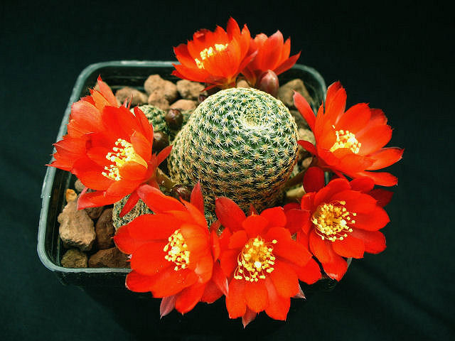 Rebutia heliosa v. condorensis 