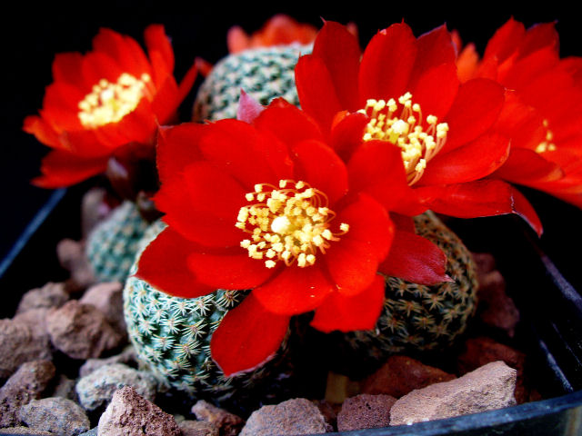 Rebutia heliosa v. condorensis 