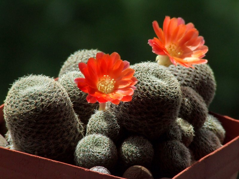 Rebutia heliosa v. condorensis 