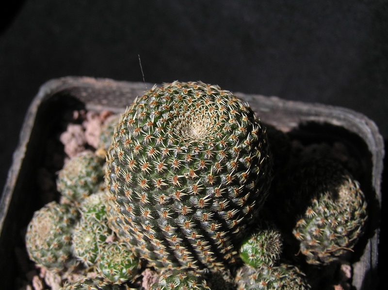 rebutia heliosa v. condorensis cv. brunispina