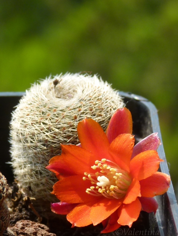 Rebutia theresae 