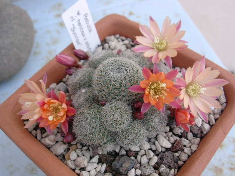 Rebutia cv. sunrise 