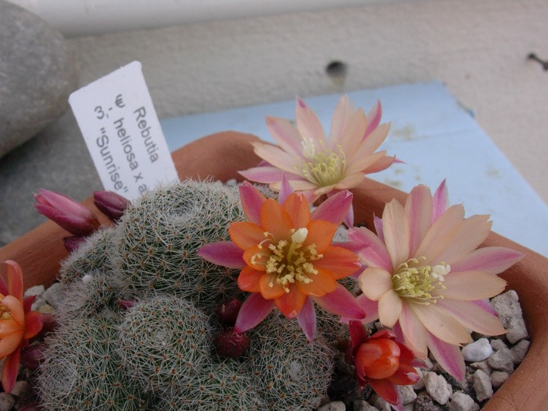 rebutia_heliosa_x_albiflora_sunrise_25_04_2009_9_800x600_140.jpg