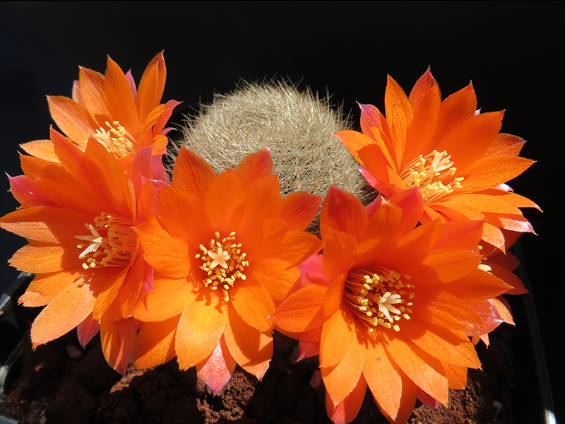 Rebutia hoffmannii 