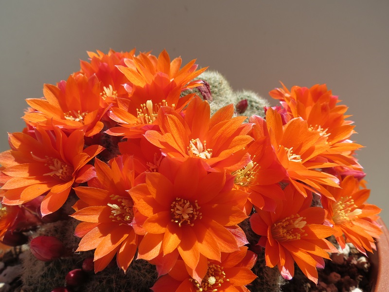 Rebutia hoffmannii 