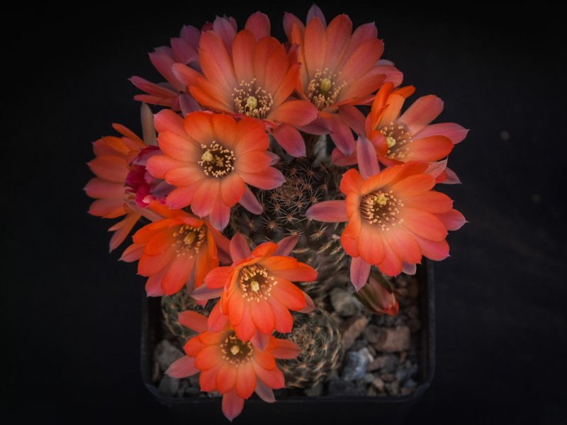 Rebutia pygmaea v. iscayachensis 