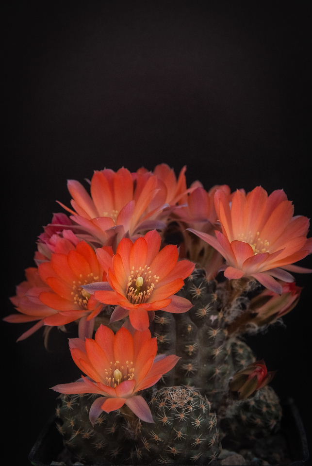 Rebutia pygmaea v. iscayachensis 