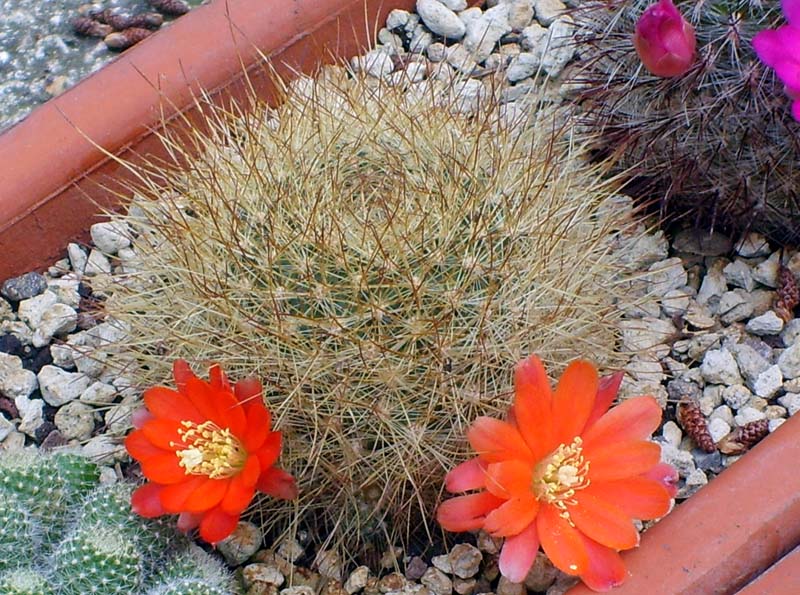 Rebutia jujuyana 