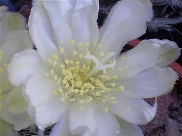 Rebutia krainziana v. albiflora 
