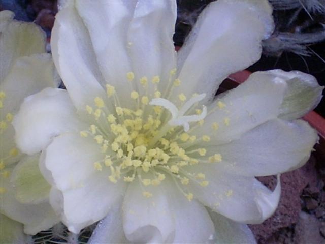 Rebutia Krainziana v. Albiflora 