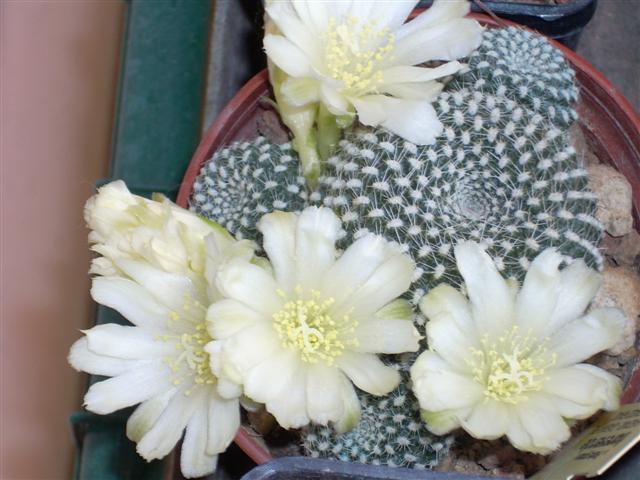 Rebutia Krainziana v. Albiflora 