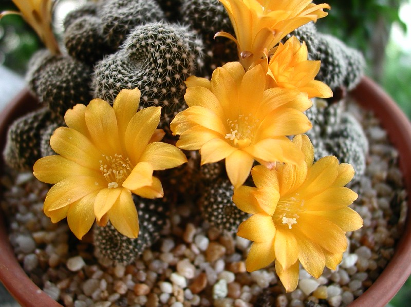 Rebutia krainziana 