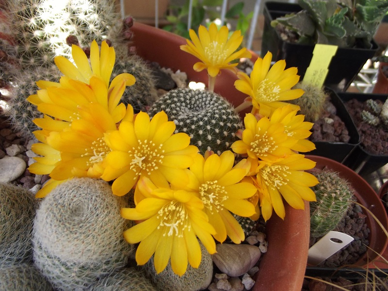 Rebutia krainziana 