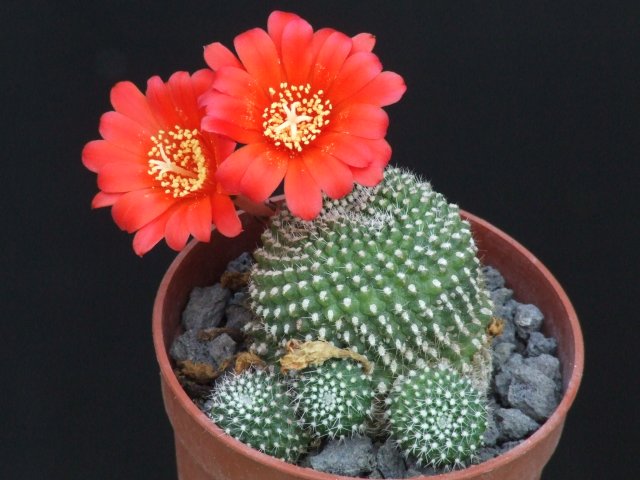 Rebutia krainziana 