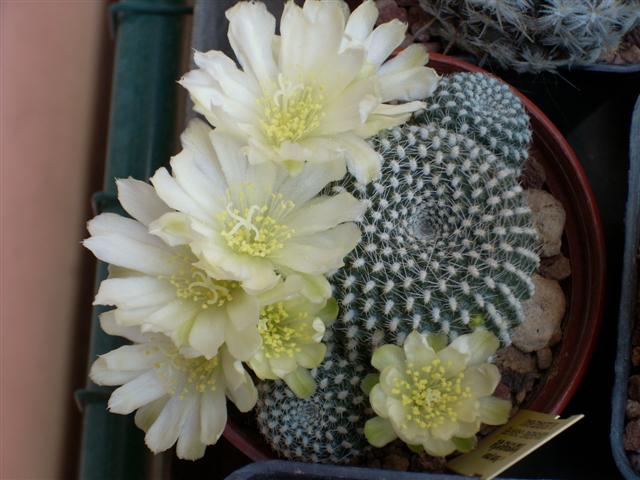 Rebutia krainziana v. albiflora 