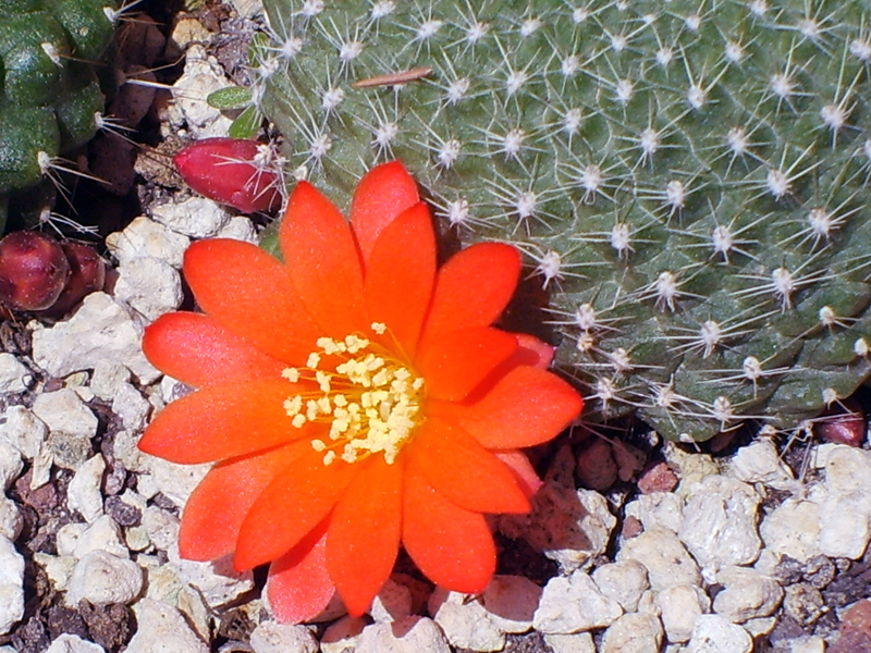 Rebutia krainziana 