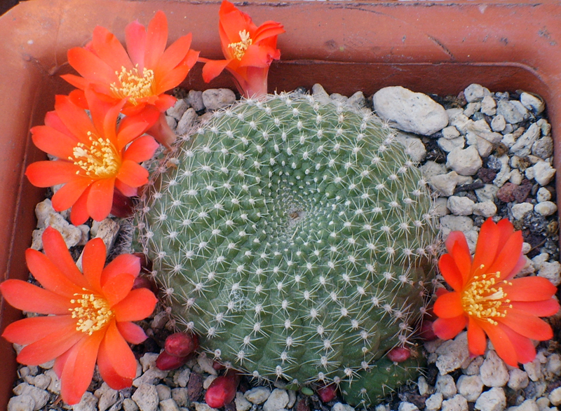 Rebutia krainziana 