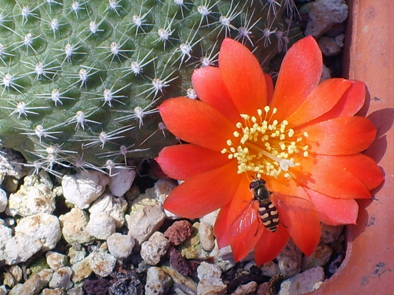 Rebutia krainziana 