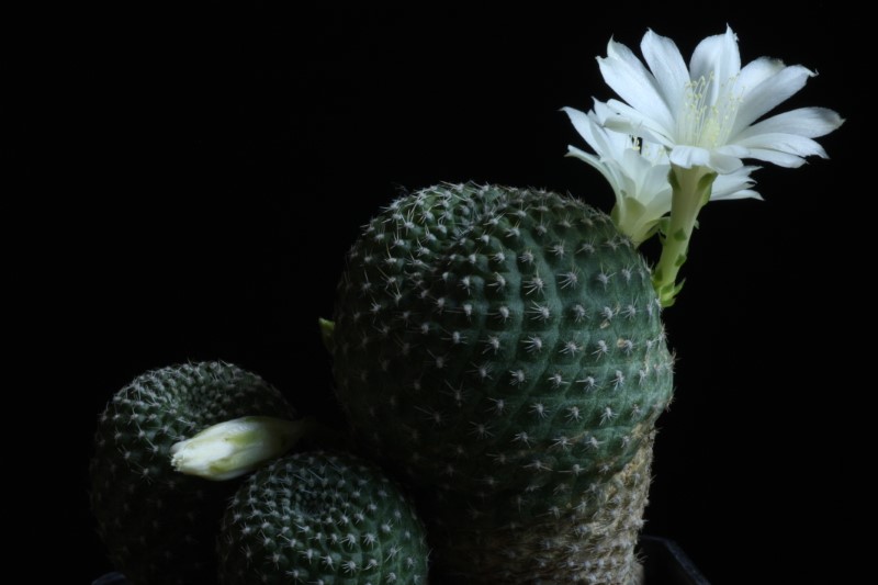 Rebutia krainziana v. albiflora 