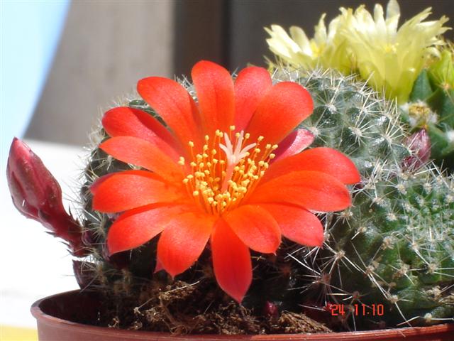 Rebutia krainziana 