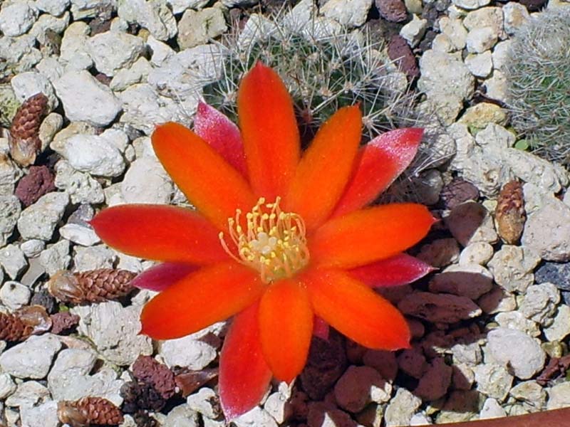 Rebutia lauii 