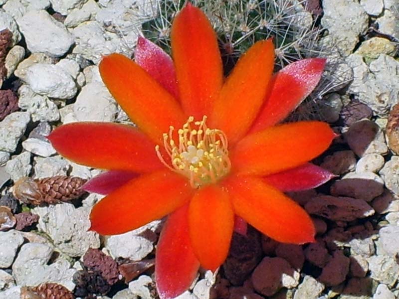 Rebutia lauii 