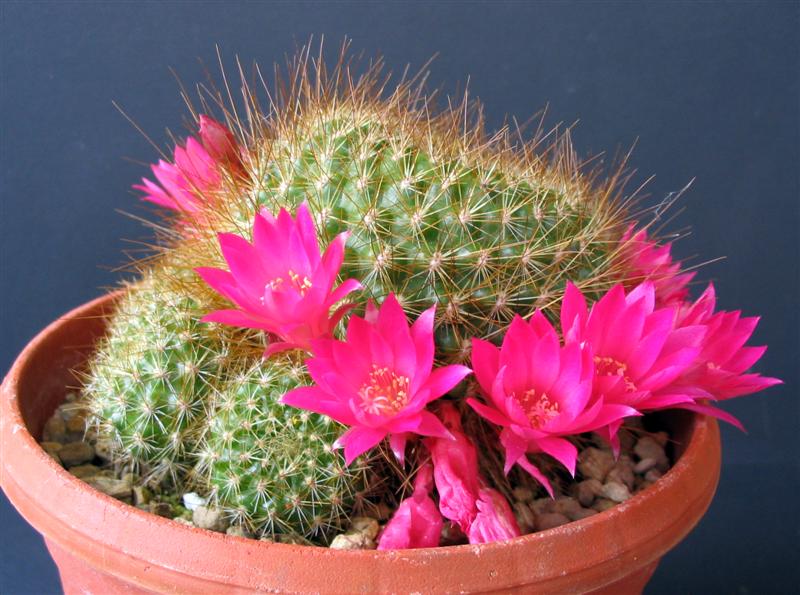 Rebutia marsoneri 