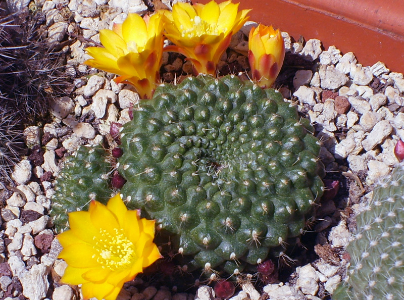 Rebutia marsoneri 