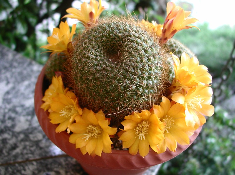 Rebutia marsoneri 