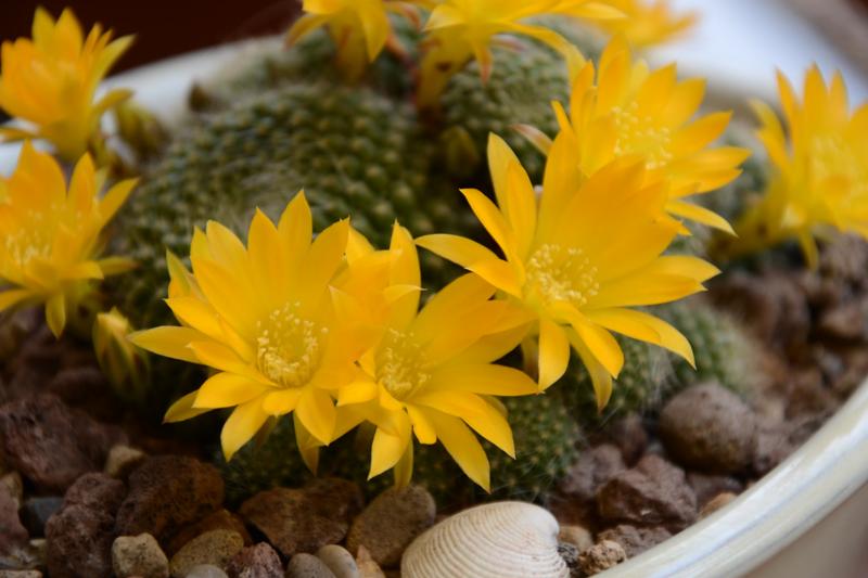 Rebutia marsoneri 