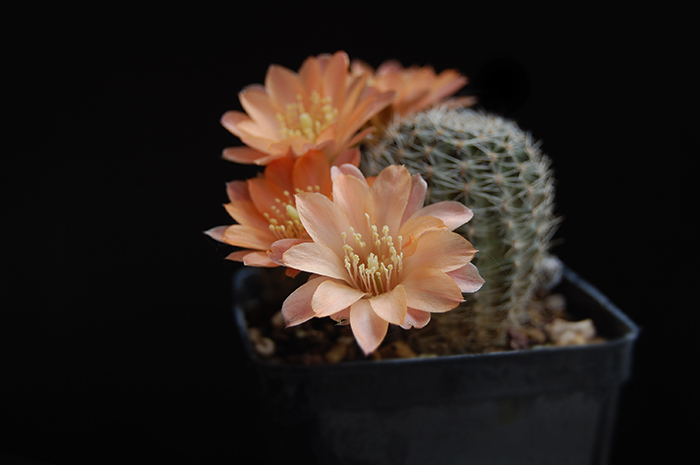 Rebutia mudanensis R 689