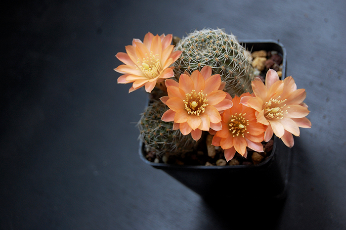 Rebutia mudanensis R 689