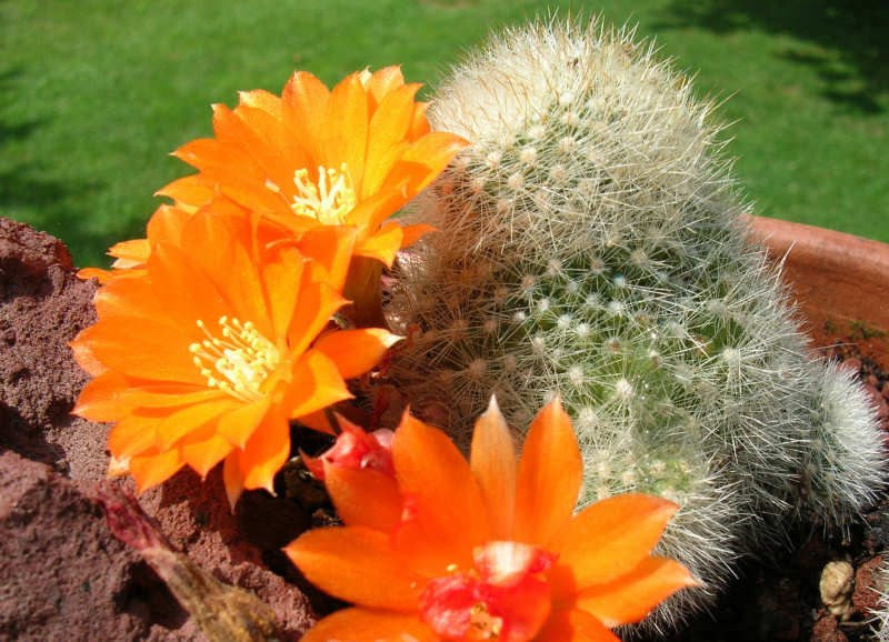 Rebutia muscula 