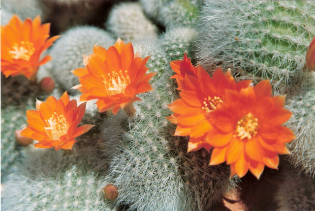 Rebutia muscula 