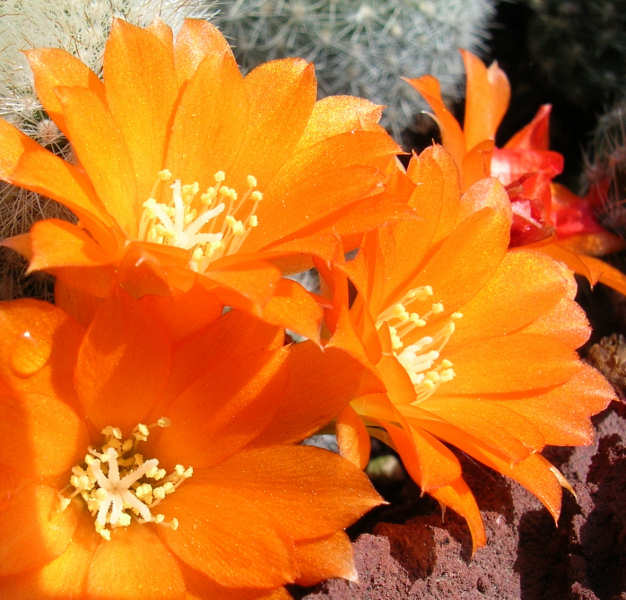 Rebutia muscula 