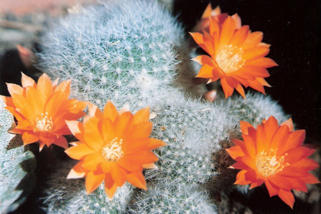 Rebutia muscula 